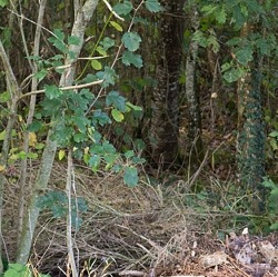 „Gold des Gärtners“ gehört nicht in den Wald    