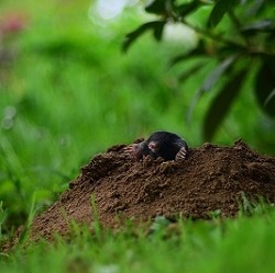 Kleingärten sind Refugien – für Mensch und Tier    