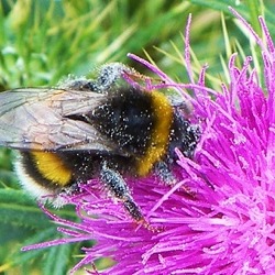 Die Feldhummel    