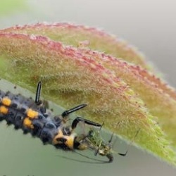 Das große Krabbeln im Garten    