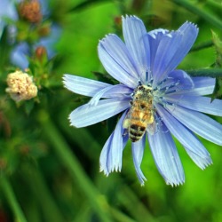 Den Wildbienen helfen, mehr Früchte ernten   