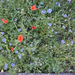 Viele Meter Wildblumen    