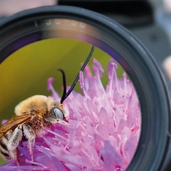 Fotowettbewerb 2019 „Bestäuber im Fokus“   