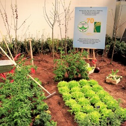 Grüne Woche 2018: Berliner Gartenfreunde machen das traditionsreiche urbane Gärtnern für die Zukunft fit