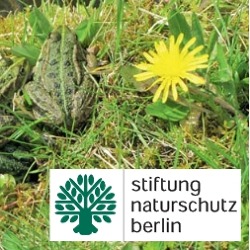 Frösche und Kröten brauchen Lebensraum    