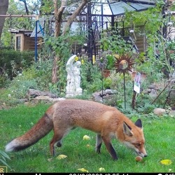 Fuchs, Eichhörnchen & Co. vor der Kamera    