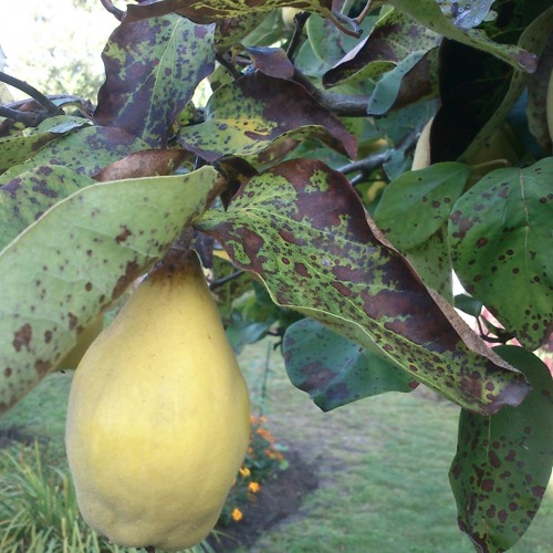Blattfleckenpilz