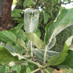 Apfelmehltau -Blatt