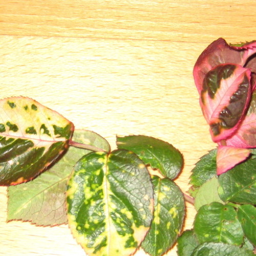 Rosenmosaik