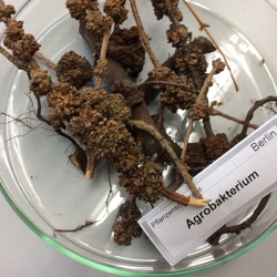 Agrobakterium