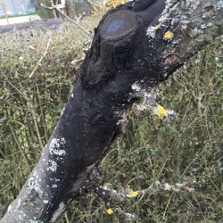 Rindenbrand / Schwarzer Rindenbrand