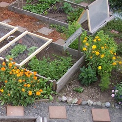 Tipps Fur Den Garten Landesverband Berlin Der Gartenfreunde E V