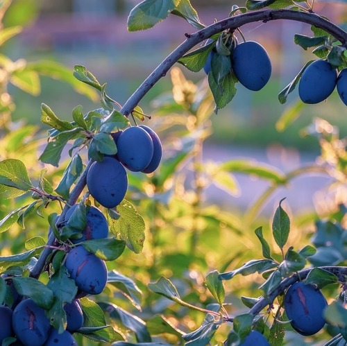 Paradiesische Früchte -Obst für kleine Gärten    