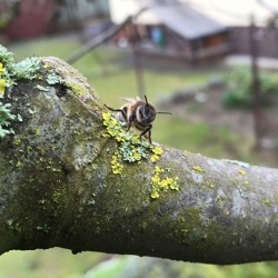 Wildbienen im Garten -es summt und brummt    