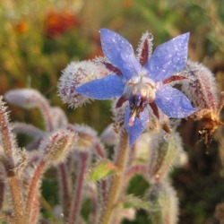 Zeigerpflanzen im Garten -was uns Pflanzen verraten können