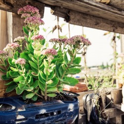 Gemeinschaftsgärten – Urban Gardening