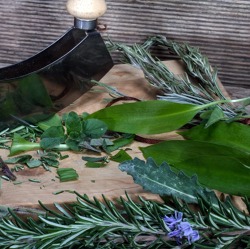 Kräuter aus dem eigenen Garten