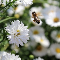 Bienen- und insektengerechte Gartenbepflanzung