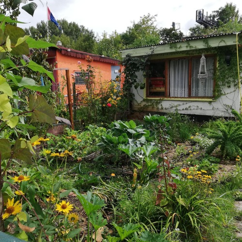 Gem&uuml;se / Mischkultur