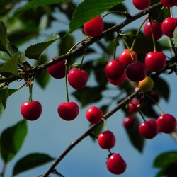 Obstbaumschnitt an der Kirsche