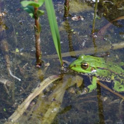 Online - Das Biotop - Schmuckstück eines Kleingartens