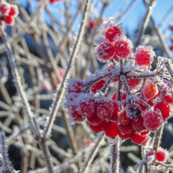 Obst- und Ziergehölzbestimmung im winterlichen Zustand