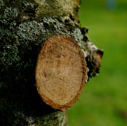 Überwachungsschnitt an Kern- und Steinobst (selektiv)