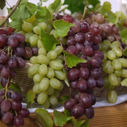 Weinanbau im Kleingarten