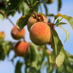 Änderung Thema: Obstweinbereitung - Früchteverarbeitung aus dem Kleingarten ***geändterte Örtlichkeit***