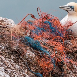 Online - Artenschutz – Pflanzen und Tiere der Roten Liste **Terminverschiebung