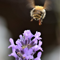 Bienenfreundliche Kräuter im Kleingarten