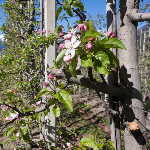 Obstbau - Die Vielfältigkeit einheimischer Obstgehölze