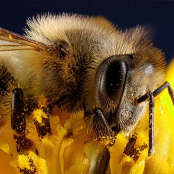 Bienensterben