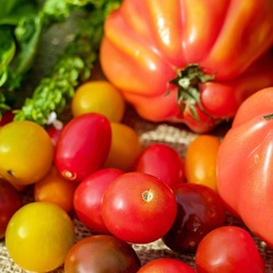 Tomaten im Kleingarten, Sorten, Anbau, Probleme
