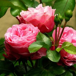 Rosen – Königin der Blumen