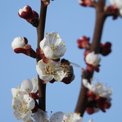 Obstbau - Die Vielfältigkeit einheimischer Obstgehölze