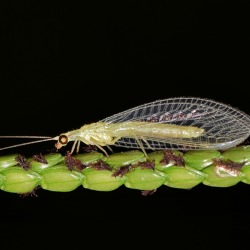 Naturnahes Gärtnern - Insekten im Garten