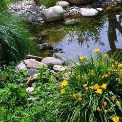 Das Biotop - der Gartenteich - Schmuckstück eines Kleingartens