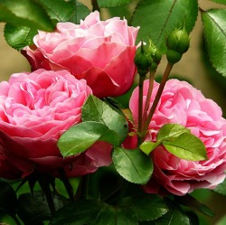 Rosen - Die Königin der Blumen ***Termin wurde geändert