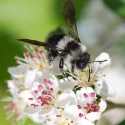 Die Welt der Wildbienen - Bedrohte Bestäuber / Bienenfreundlicher Garten - wie geht das?