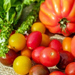 Anbau und Züchtung von Tomaten