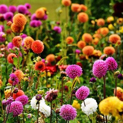 Die Welt der Dahlien