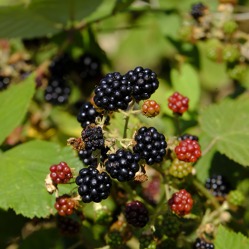 Schnitt von Obstgehölzen, speziell Beerenobst (Theorie)
