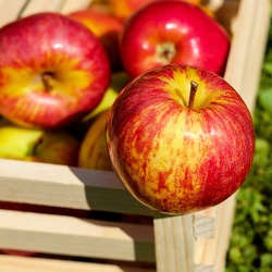 Rund um den Apfel