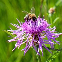 Wildbienen am Haus und im Garten