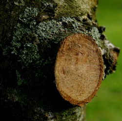 Fachgerechter Obstbaumschnitt in Theorie und Praxis