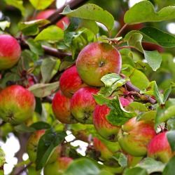 Lehrvorführung im Obstbaumschnitt - Praxis - veredelter Apfelbaum