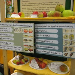 Richtige Sortenwahl im Obstbau