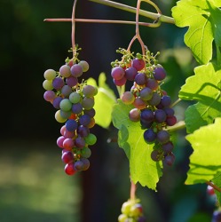 Weinanbau im Kleingarten