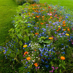 RBB-Magazin Gartenzeit: Berlin gärtnert
